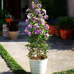 Клематис Тайга