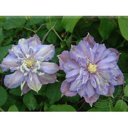 Клематис Паола