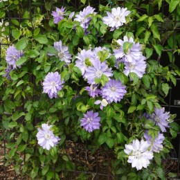 Клематис Руриокоши