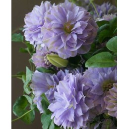 Клематис Руриокоши