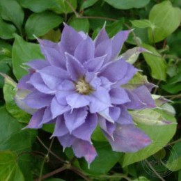 Клематис Иветт Хоури