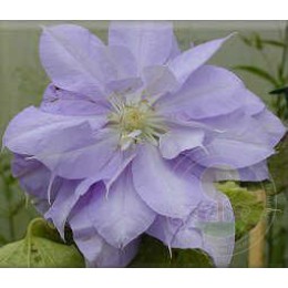 Клематис Иветт Хоури