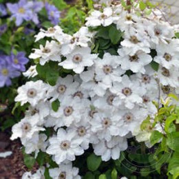 Клематис Мария Качиньская