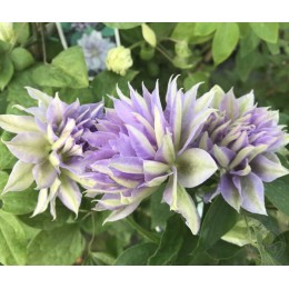 Клематис Денниз Дабл