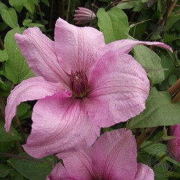 Клематис Саммер Дрим