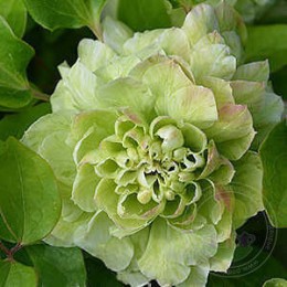 Клематис Кохана