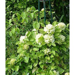 Клематис Кохана