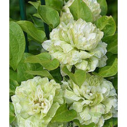 Клематис Кохана