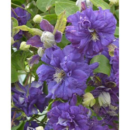 Клематис Флорал Дэнс