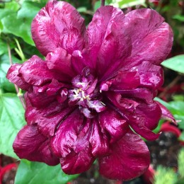 Клематис Ян III Собески