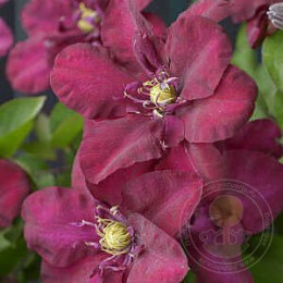 Клематис Ян III Собески