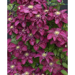 Клематис Ян III Собески