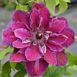 Клематис Май Бьюти