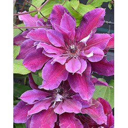 Клематис Май Бьюти