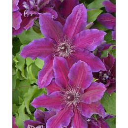 Клематис Май Бьюти