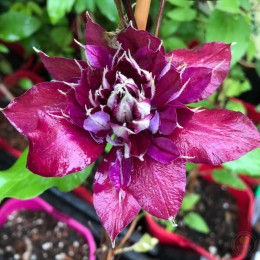 Клематис Май Бьюти