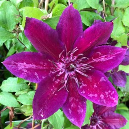 Клематис Май Бьюти