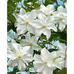 Клематис Сноу Сторм