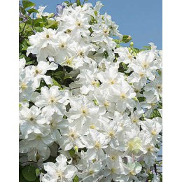 Клематис Сноу Сторм