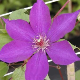 Клематис Гайдинг Стар