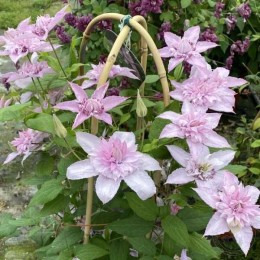 Клематис Мульти Пинк