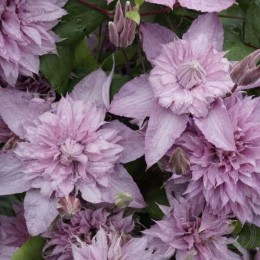 Клематис Мульти Пинк