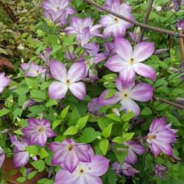 Клематис Перниль