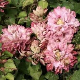 Клематис Пинк Пешн