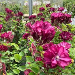 Клематис Ред Пешн