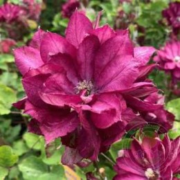 Клематис Ред Пешн