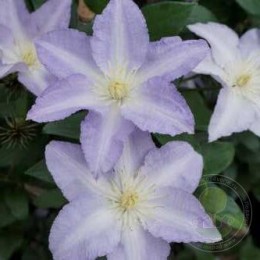 Клематис Спотлайт