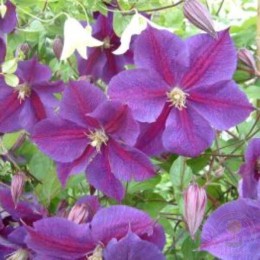 Клематис Стар оф Индия