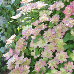 Клематис Писташио Кейк