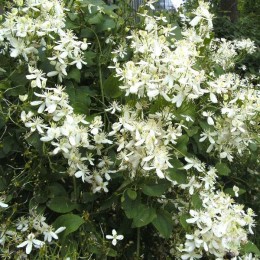 Клематис маньчжурский