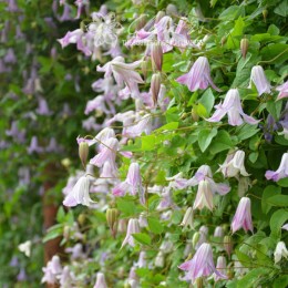 Клематис Фэйри Слиперс