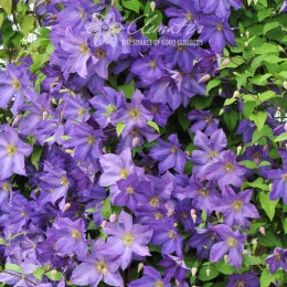 Клематис Солина