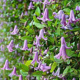 Клематис Фэйри Белз