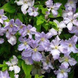 Клематис Блекитни Аниол / Блю Ангел