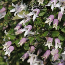 Клематис Эльф