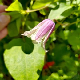 Клематис Эльф