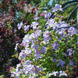 Клематис Эмилия Платер