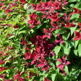 Клематис Гравити Бьюти