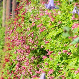 Клематис Хэппи Диана