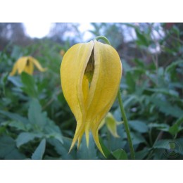 Клематис Лэмбтон Парк