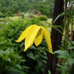 Клематис Лэмбтон Парк