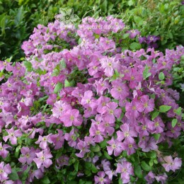 Клематис Мазурек