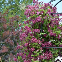 Клематис Пурпуреа Плена Элеганс