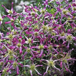 Клематис триждытройчатый Рубромаргината