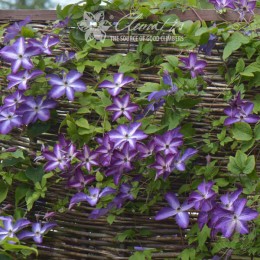 Клематис Веноза Виолацеа