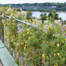 Клематис Ауреолин